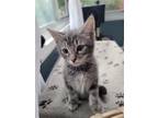 Adopt Eddie a Gray, Blue or Silver Tabby Domestic Shorthair / Mixed cat in