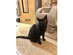 Adopt Ash a All Black Domestic Shorthair (short coat) cat in Springfield