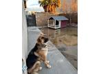 Adopt Titan a Brown/Chocolate German Shepherd Dog dog in Fontana, CA (39036132)