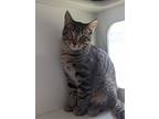 Adopt Serrano a Gray or Blue Domestic Shorthair / Domestic Shorthair / Mixed cat
