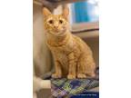 Adopt Mandy a Orange or Red Domestic Shorthair (short coat) cat in Parlier