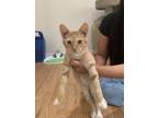 Adopt Boo a Domestic Shorthair cat in Tracy, CA (38973949)