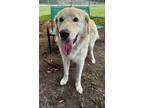 Adopt fluff a nutter a White Labrador Retriever / Great Pyrenees / Mixed dog in