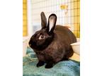 Adopt Benjamin a Black Other/Unknown / Mixed (short coat) rabbit in Burlingame