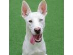 Adopt Dipper a White Siberian Husky / Mixed dog in Burlingame, CA (39010923)