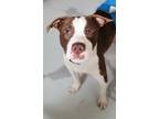 Adopt Max a White American Pit Bull Terrier / American Staffordshire Terrier /