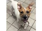 Adopt lexus a White - with Tan, Yellow or Fawn Jack Russell Terrier / Mixed dog