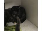 Adopt Princess a All Black Domestic Shorthair / Domestic Shorthair / Mixed cat