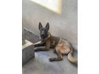 Adopt Skye - Located in Oklahoma a Brown/Chocolate - with Black Belgian Malinois