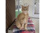 Adopt Fleetwood Cat a Orange or Red Domestic Shorthair / Mixed cat in East