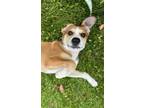 Adopt Lilo a White - with Tan, Yellow or Fawn Beagle / Mixed Breed (Medium) /