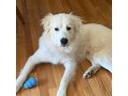 Adopt Prince a Great Pyrenees, Mixed Breed