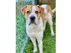 Adopt Papi a Brown/Chocolate St. Bernard / Mixed dog in Anderson, IN (38915025)