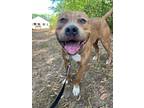 Adopt Reason a Brown/Chocolate Mixed Breed (Large) / Mixed dog in Eau Claire