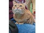 Adopt BONITA a Orange or Red Domestic Shorthair / Domestic Shorthair / Mixed cat