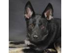 Adopt Mac a Shepherd (Unknown Type) / Mixed dog in Houston, TX (39059847)