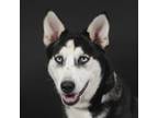 Adopt Lilac a Siberian Husky / Mixed dog in Houston, TX (39064824)