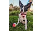Adopt Shea Lonestar a Black - with White Border Collie / Mixed dog in Rockaway