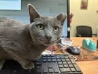 Adopt Scamp a Gray or Blue Domestic Shorthair / Domestic Shorthair / Mixed cat