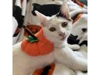 Adopt Tamarind a Calico or Dilute Calico Domestic Shorthair / Mixed cat in