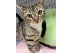 Adopt Tomi a Brown or Chocolate Domestic Shorthair / Domestic Shorthair / Mixed