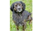Adopt Axle a Black Flat-Coated Retriever / Australian Shepherd / Mixed dog in