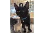 Adopt Barak a All Black Domestic Shorthair / Domestic Shorthair / Mixed cat in