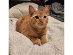 Adopt Gingerbread Man a Orange or Red Domestic Shorthair / Mixed (short coat)