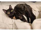 Adopt Harriett a Domestic Mediumhair / Mixed (medium coat) cat in Fort Worth