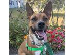 Adopt Gigi a Australian Cattle Dog / Mixed Breed (Medium) / Mixed dog in Conway