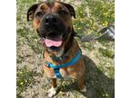 Adopt Gilly a Boxer / Shepherd (Unknown Type) / Mixed dog in Conway