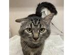 Adopt Lucas a Brown or Chocolate Domestic Mediumhair / Mixed cat in Kanab