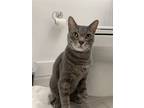 Adopt Z COURTESY LISTING: Mulligan a Domestic Mediumhair / Mixed cat in Miami