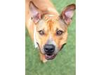 Adopt Cookie a Tan/Yellow/Fawn Pit Bull Terrier / Mixed dog in Amarillo