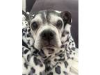 Adopt Zoey a Boston Terrier / Mixed dog in ROSENBERG, TX (38951750)