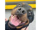 Adopt Jake a Rottweiler, Mixed Breed