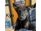 Adopt Kye a Shepherd, Mixed Breed