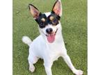 Adopt Elf a Black Jack Russell Terrier / Mixed dog in Largo, FL (39068805)