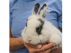 Adopt Jack a Grey/Silver Lionhead / Other/Unknown / Mixed rabbit in Largo