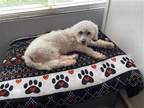 Adopt Bingo a White Poodle (Miniature) / Mixed dog in Phoenix, AZ (39000956)