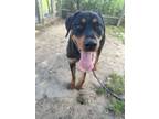 Adopt Roran a Black Mixed Breed (Large) / Mixed dog in Ashtabula, OH (39060793)