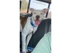 Adopt Hercules a American Pit Bull Terrier / Mixed dog in Athens, TX (39002170)