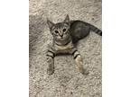 Adopt Lee a Brown or Chocolate Domestic Shorthair / Domestic Shorthair / Mixed