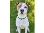 Adopt Big Bob a White American Staffordshire Terrier / Mixed dog in San Antonio