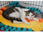 Adopt Howie a Brown Tabby Domestic Shorthair / Mixed Breed (Medium) / Mixed