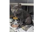 Adopt Chunk a Gray or Blue Domestic Shorthair / Domestic Shorthair / Mixed cat