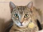 Adopt PEPPER a Domestic Mediumhair / Mixed (medium coat) cat in Denver