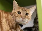 Adopt DAFFODIL a Domestic Mediumhair / Mixed (medium coat) cat in Denver