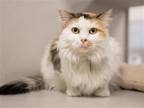 Adopt AUTUMN a Domestic Mediumhair / Mixed (medium coat) cat in Denver