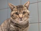 Adopt CARLTON a Brown or Chocolate Domestic Mediumhair / Mixed (medium coat) cat